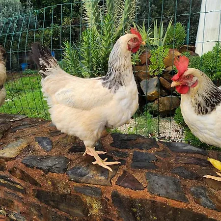 Σπίτι διακοπών A Quinta Da Colina Adega